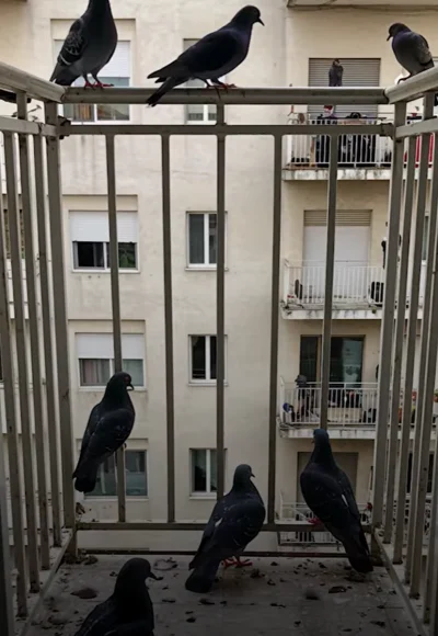 PulsePlayFilms_Projects_BirdFreeSpikes